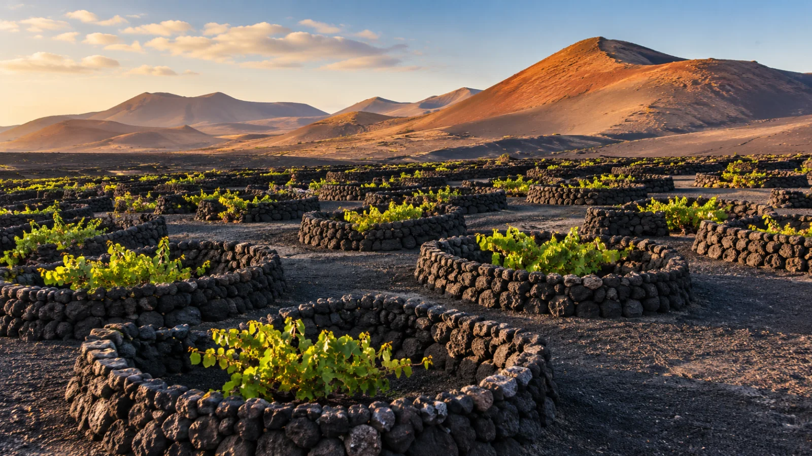 Green vines in black volcanic soil beneath ochre hills